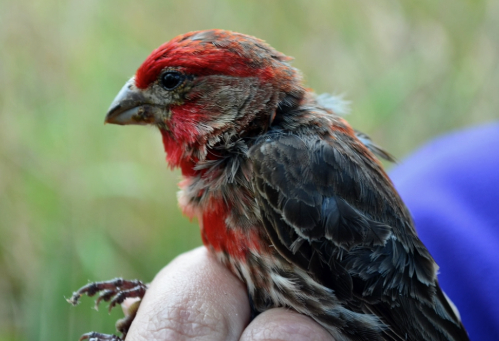 Injured bird receiving recovery care in a calm environment