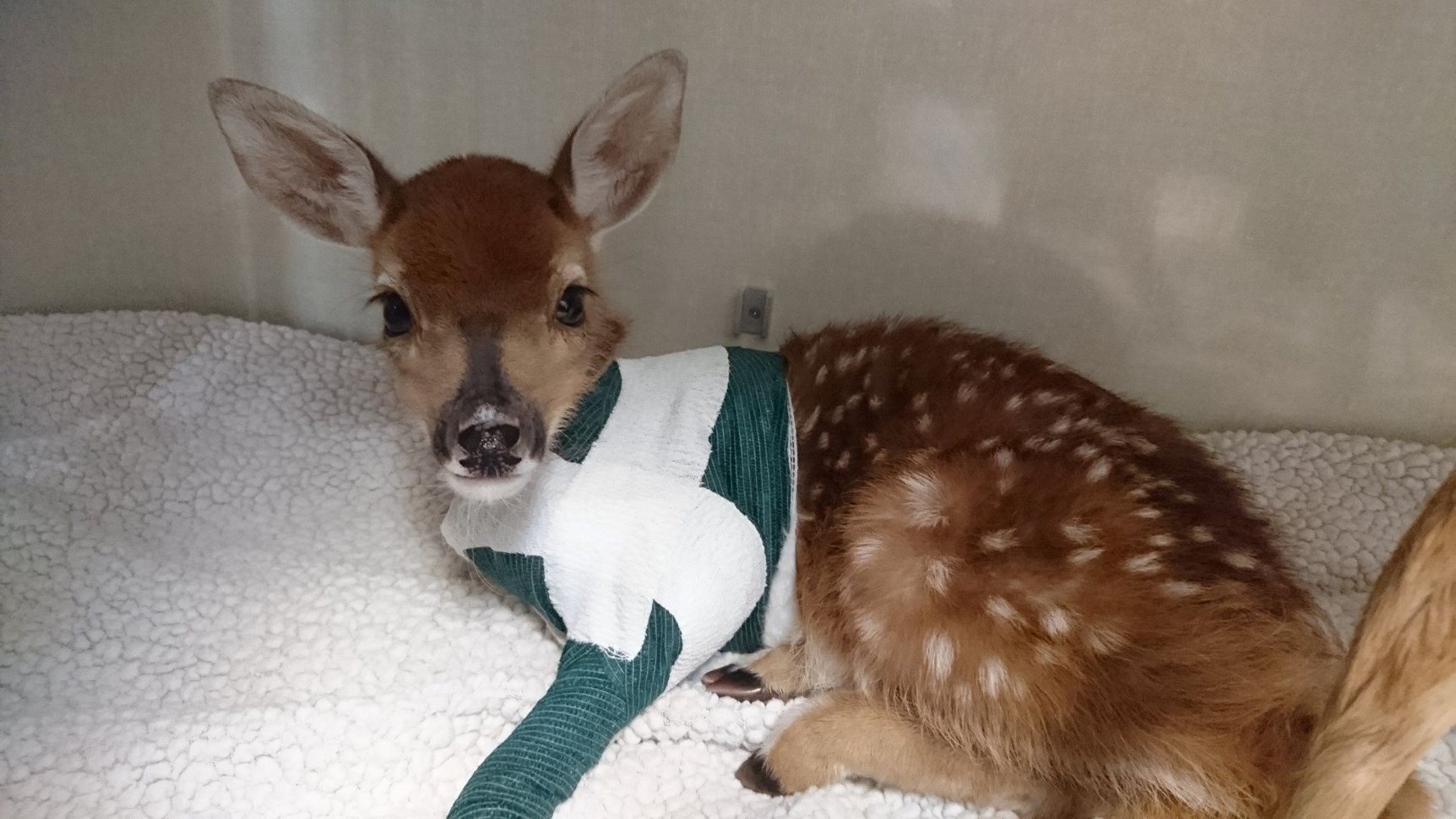 Rescued injured animal receiving urgent care and support