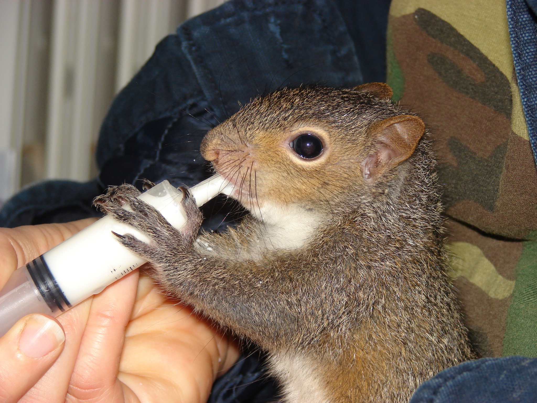 Animal rehabilitation care with treatment and monitored recovery